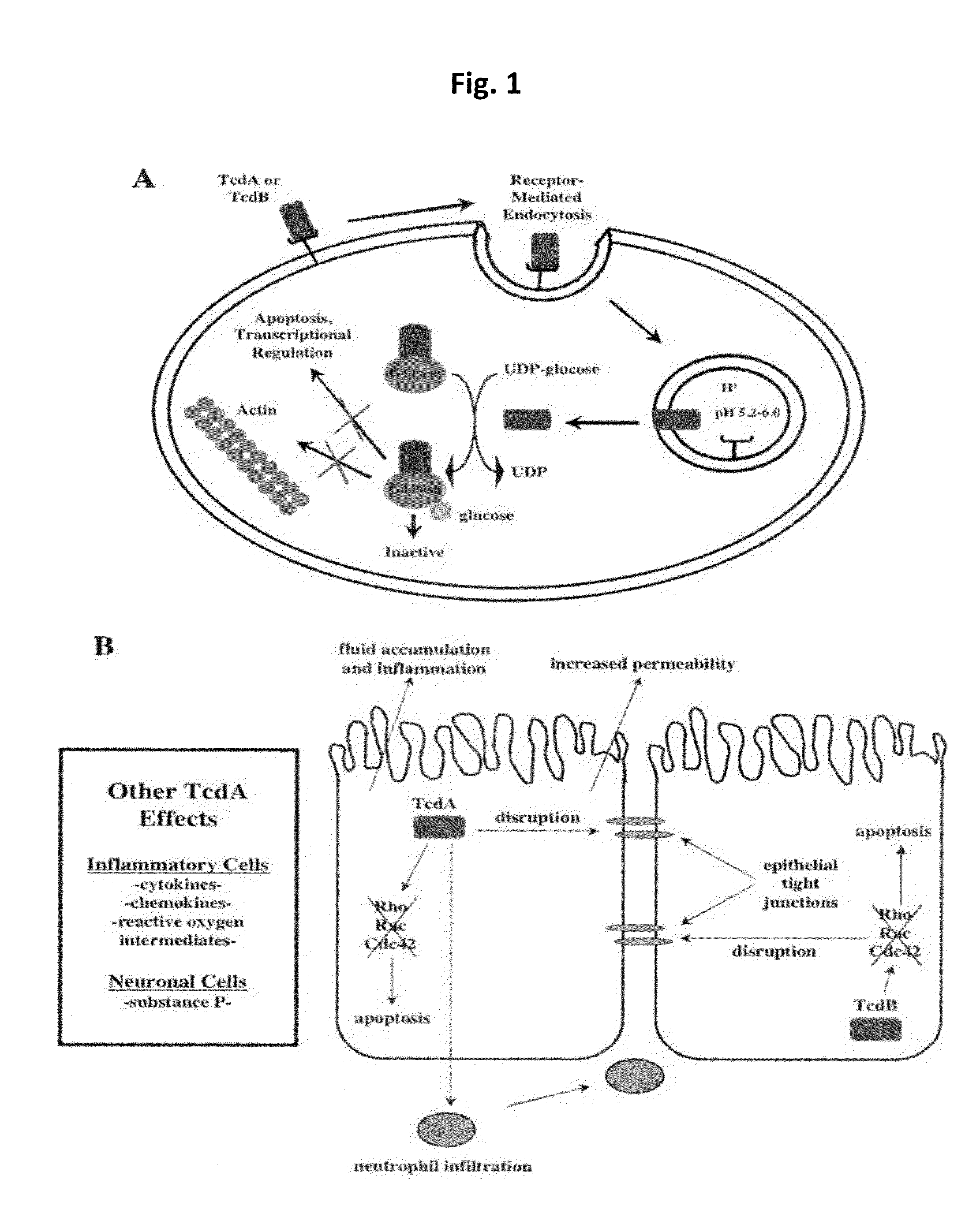 Methods and Compositions for Treating Clostridium difficile Associated Disease