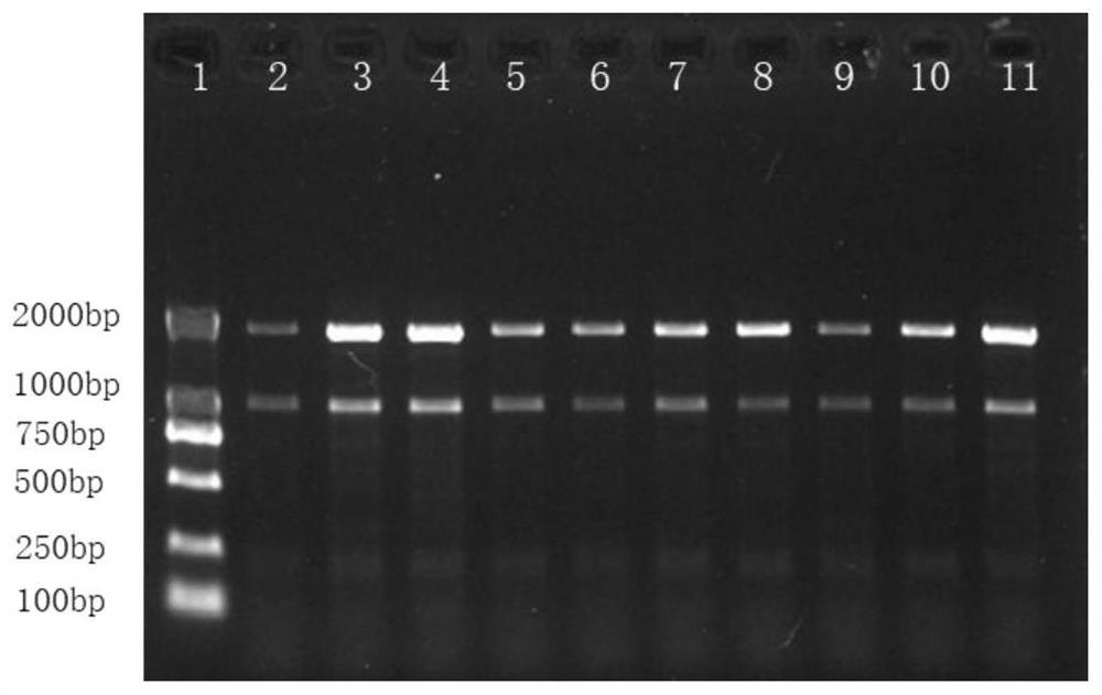 Specific primer pair for detecting anti-ALS inhibitor herbicide brome, kit and detection method and application