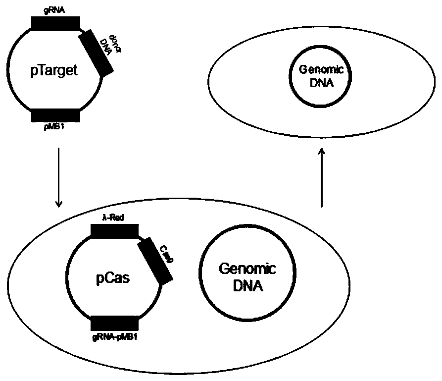 Construction method of high-yield pantothenic-acid genetically engineered bacterium and bacterium strain