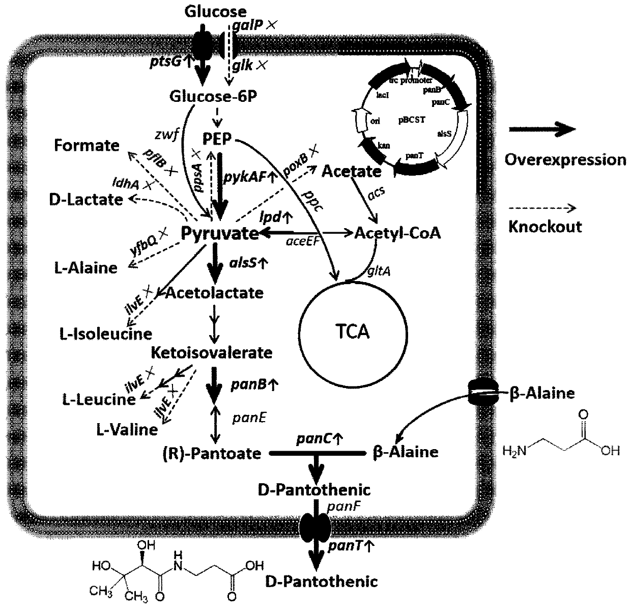 Construction method of high-yield pantothenic-acid genetically engineered bacterium and bacterium strain