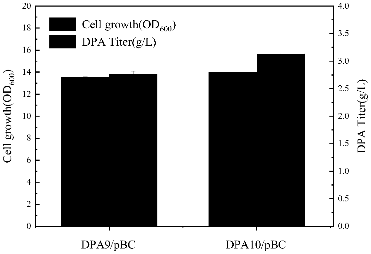 Construction method of high-yield pantothenic-acid genetically engineered bacterium and bacterium strain