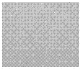 Antimicrobial thermal-insulation coating for fabrics and preparation method thereof