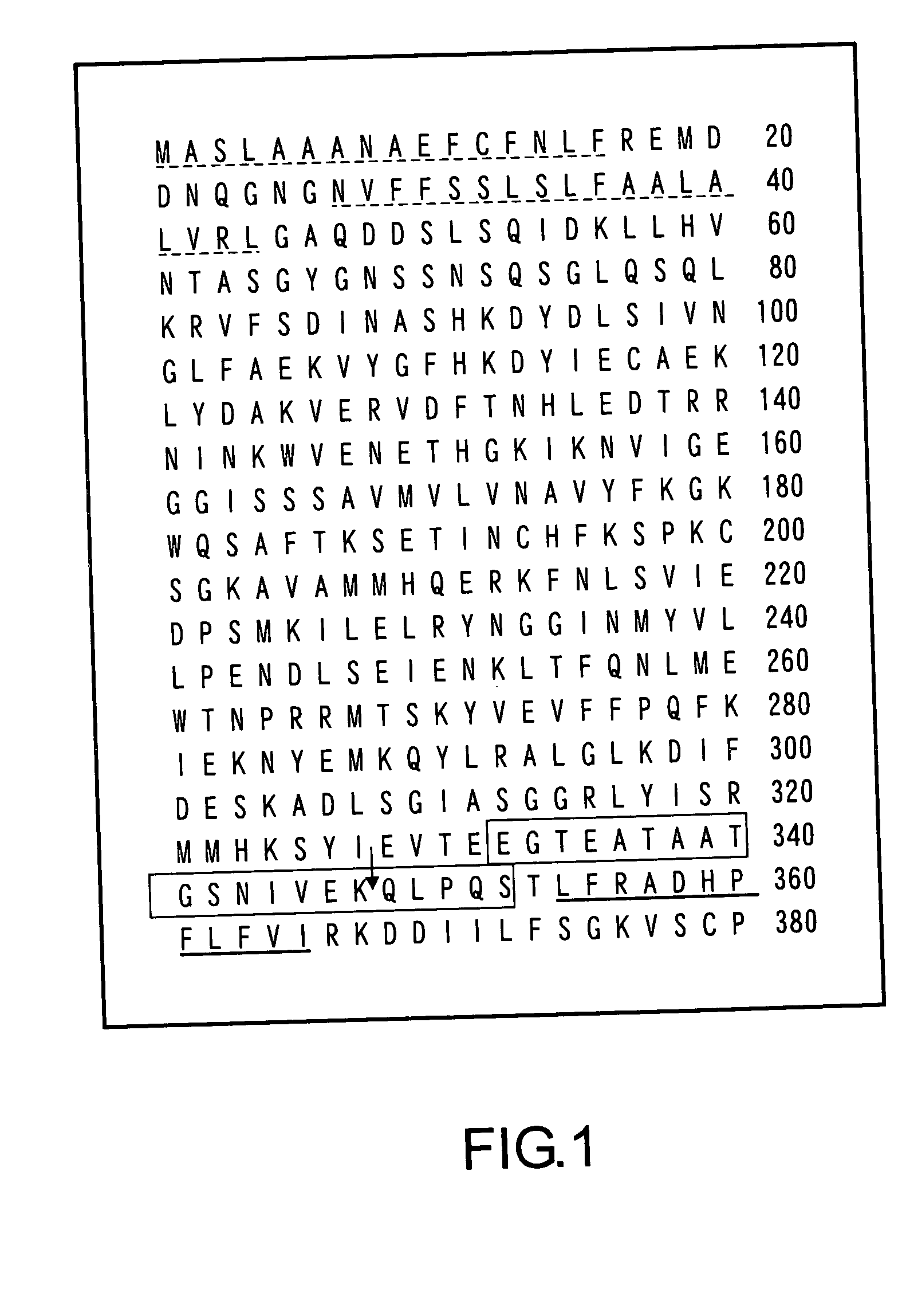 MEGSIN protein