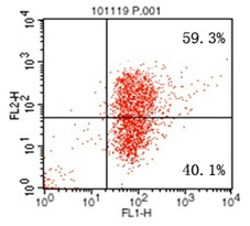 Inducing culture method for regulatory T cell