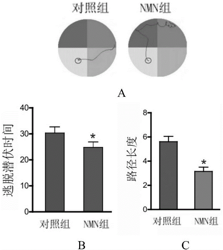 Application of nicotinamide mononucleotide in preparation of medicines for promotion of nerve regeneration after cerebral ischemia