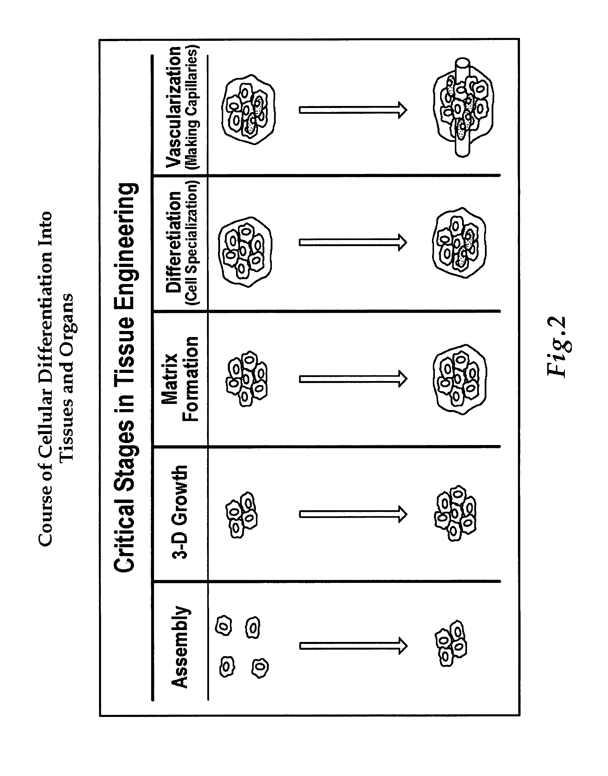 Engineered human broncho-epithelial tissue-like assemblies