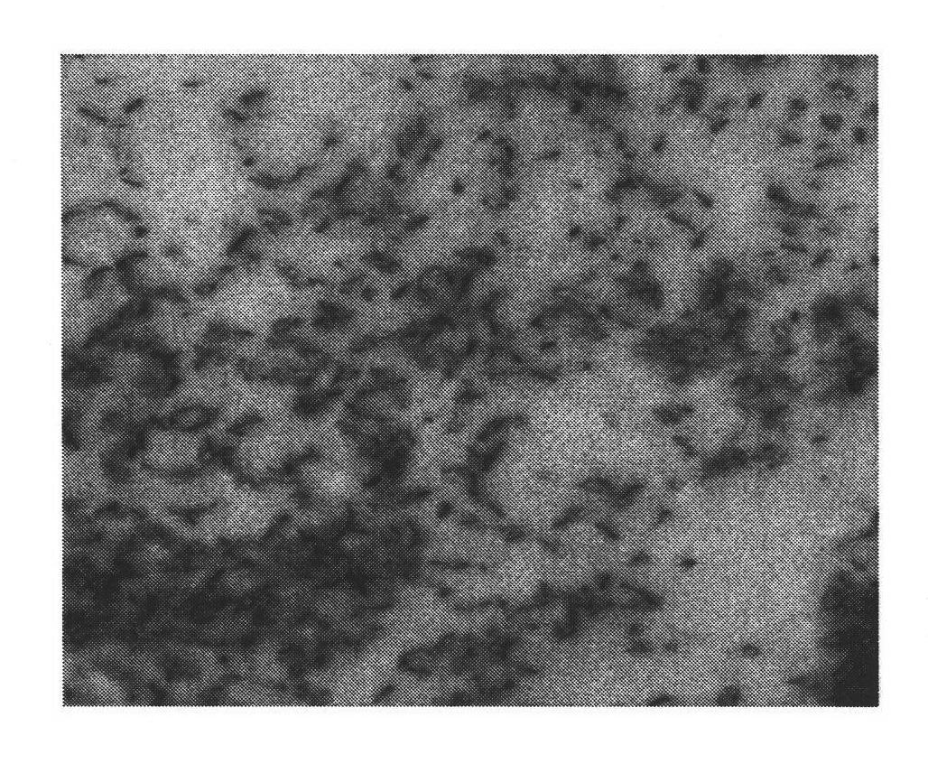 Root nodule azotobacter strain RY1 bacterial strain and application thereof