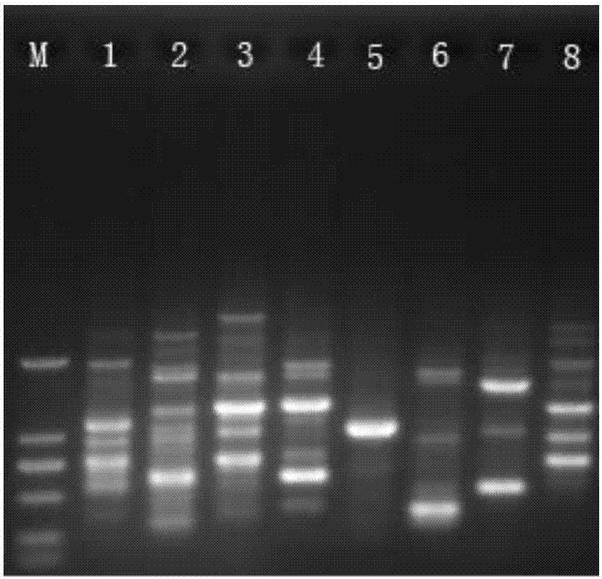 A single primer capable of multi-species molecular labeling and its labeling method