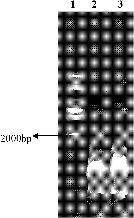 Method for extracting DNA (Deoxyribonucleic Acid) of total genome from zooplankter and intestinal inclusions thereof