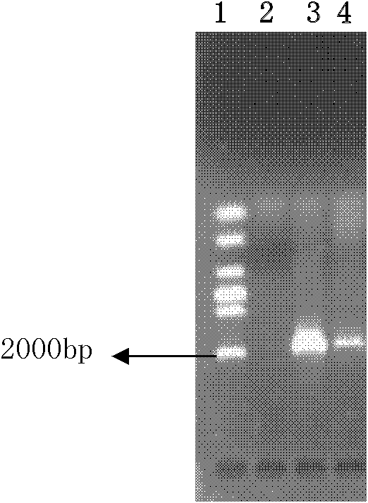 Method for extracting DNA (Deoxyribonucleic Acid) of total genome from zooplankter and intestinal inclusions thereof