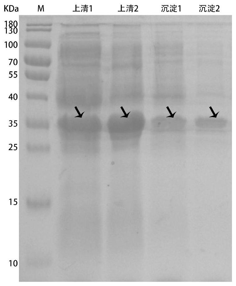 Method for synthesizing nicotinamide mononucleotide based on enzyme method