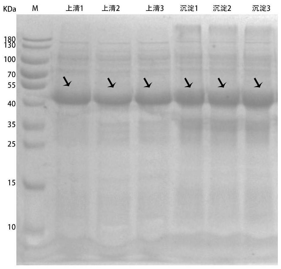 Method for synthesizing nicotinamide mononucleotide based on enzyme method