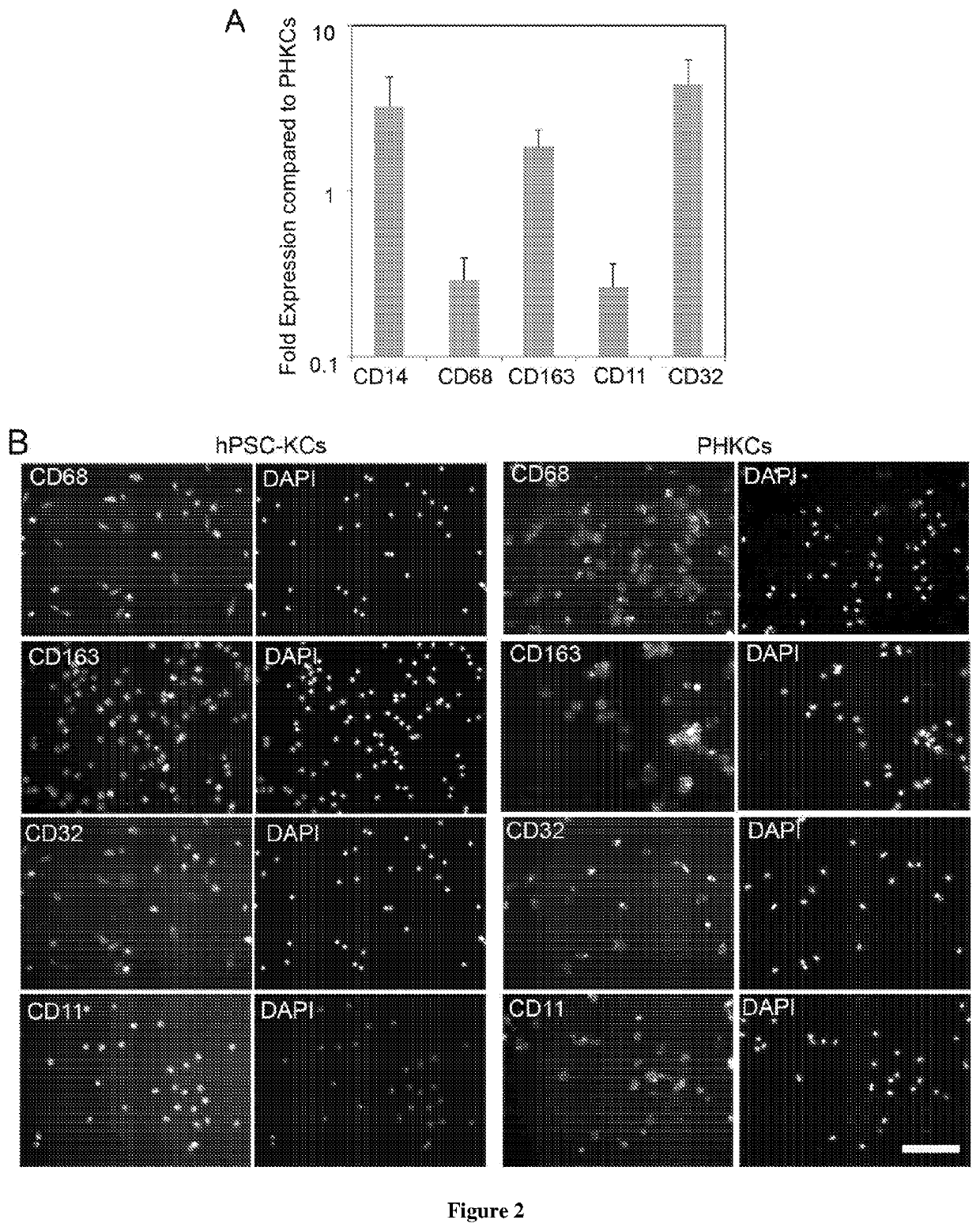 Methods of generating hepatic macrophages and uses thereof