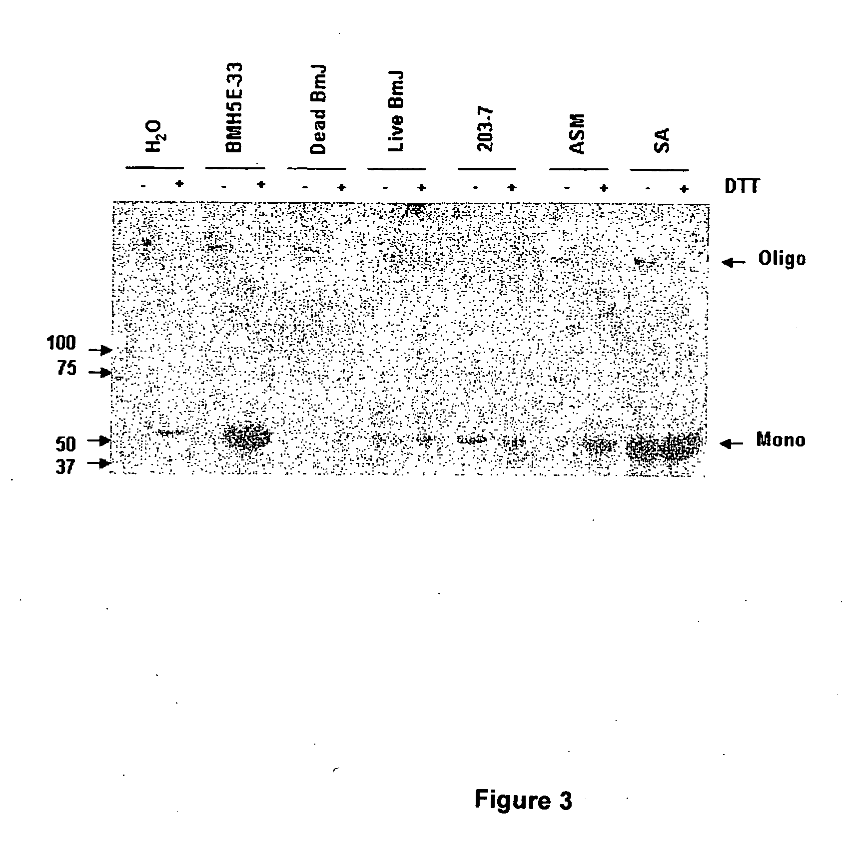 Bacillus mycoides isolate that induces systemic resistance