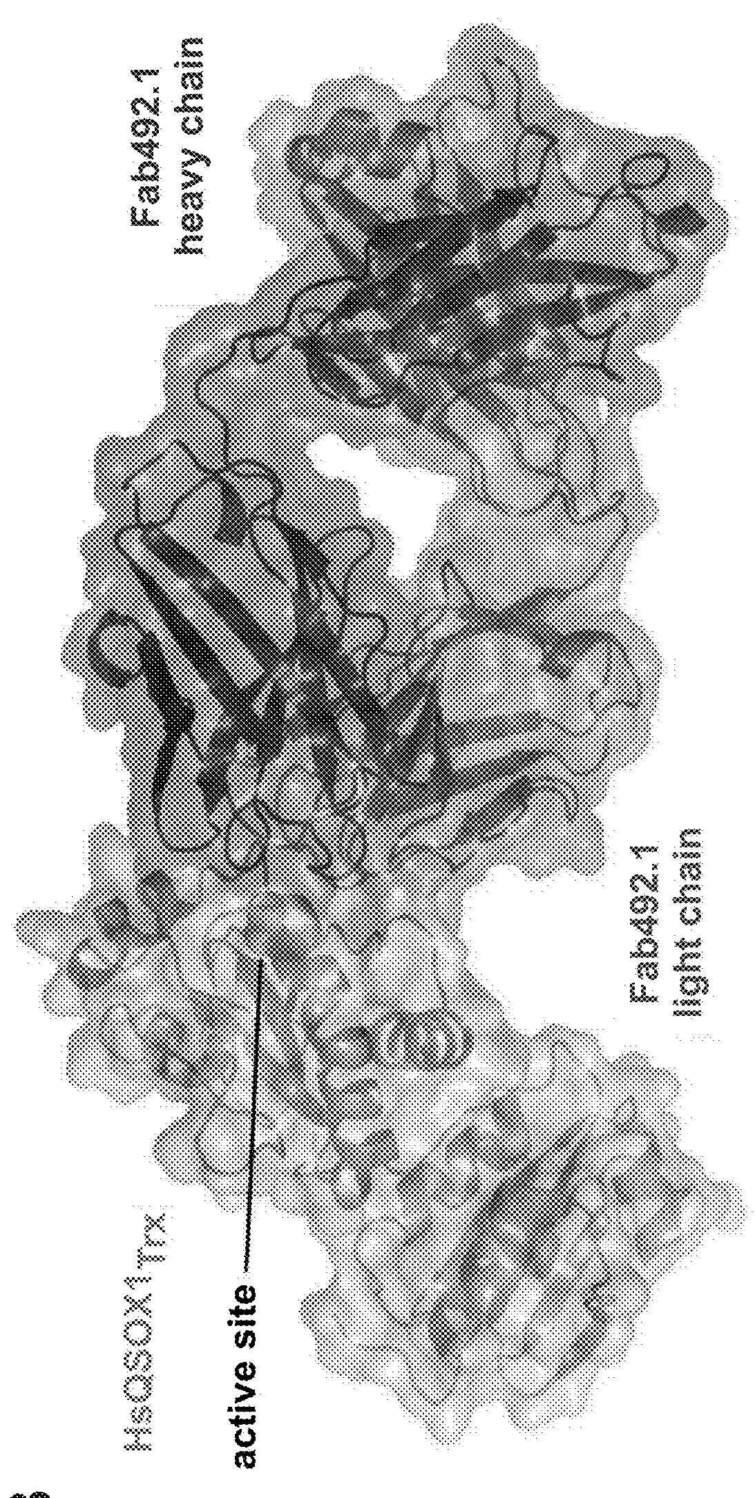 Antibodies targeting quiescin sulfhydryl oxidase (QSOX1) and uses of same