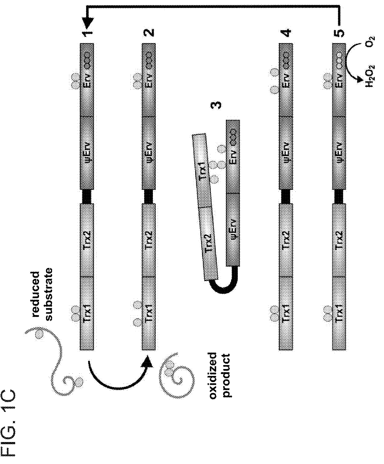 Antibodies targeting quiescin sulfhydryl oxidase (QSOX1) and uses of same