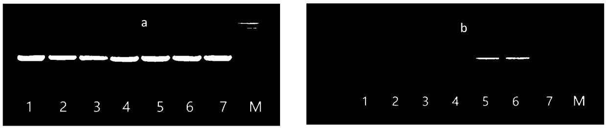 Wheat seedling stage antifreeze-related CAPS marker and method for identifying wheat seedling stage freezing tolerance