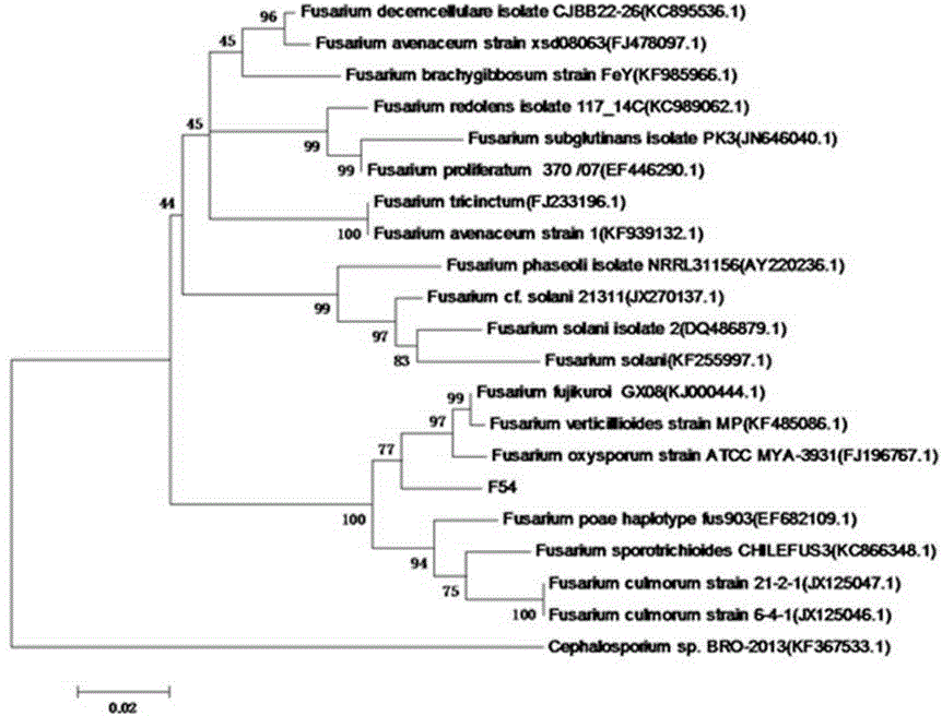 Radiation-proof Fusarium sp. and application thereof to cesium adsorption biotreatment