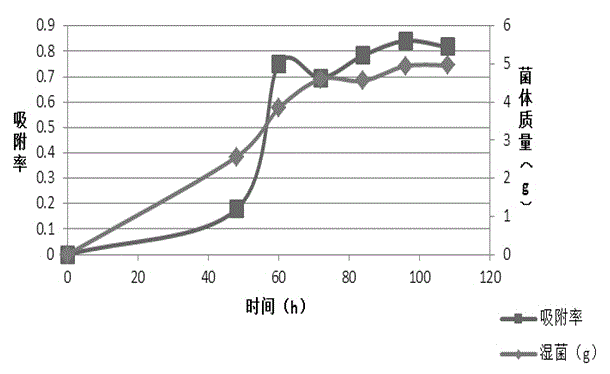 Radiation-proof Fusarium sp. and application thereof to cesium adsorption biotreatment