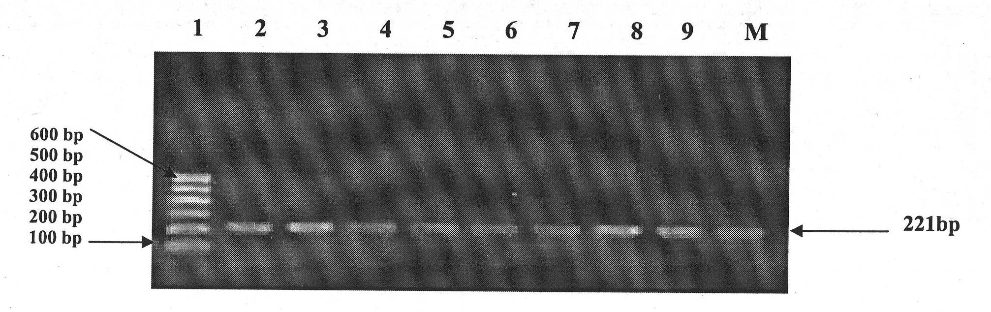 Method for detecting single nucleotide polymorphism of cattle TAS1R3 gene