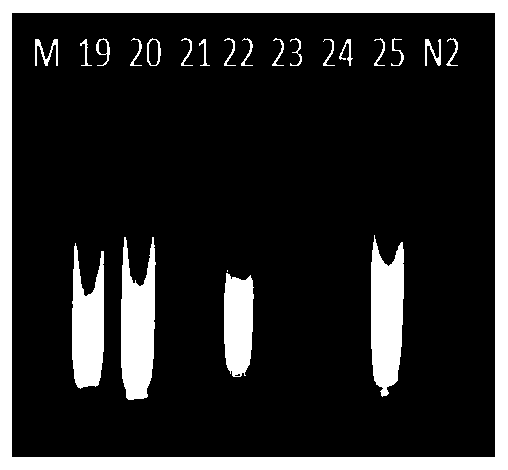 Primer composition and application thereof to identification of pheretima asiatica