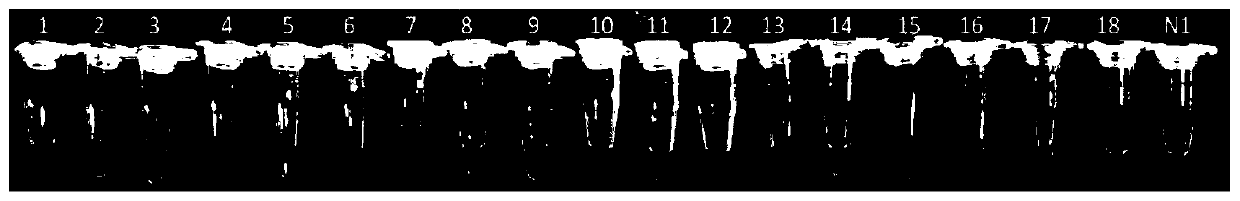 Primer composition and application thereof to identification of pheretima asiatica