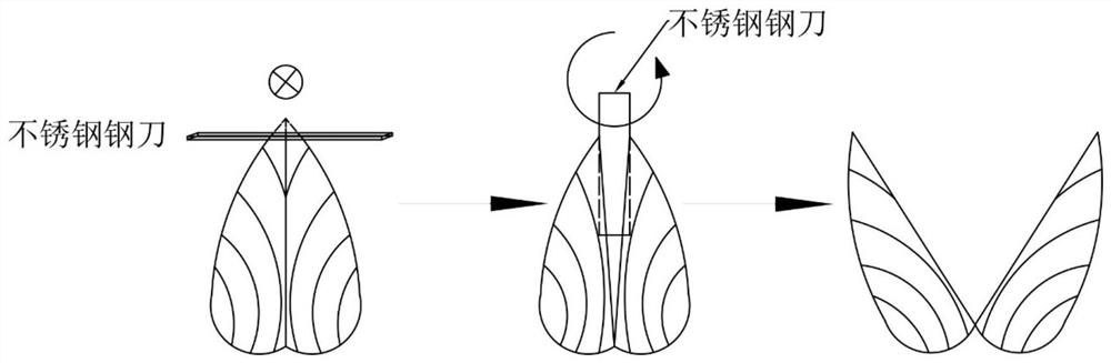 A kind of preparation method of bivalve shell scanning electron microscope sample