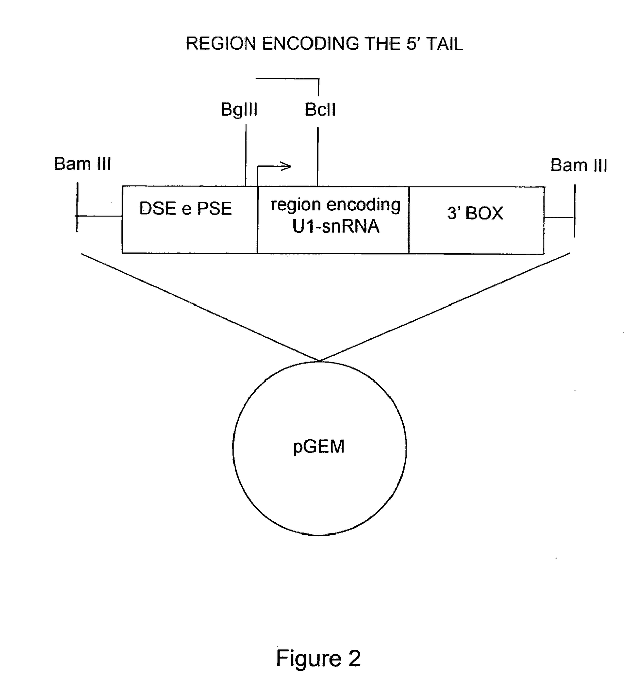 Modified human u1snrna molecule, a gene encoding for the modified human u1snrna molecule, an expression vector including the gene, and the use thereof in gene therapy of familial dysautonomia and spinal muscular atrophy