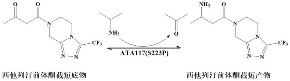 Recombinant r-type transaminase, mutant and application thereof