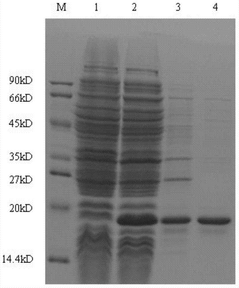 Alpha-interferon fusion protein preparation and application