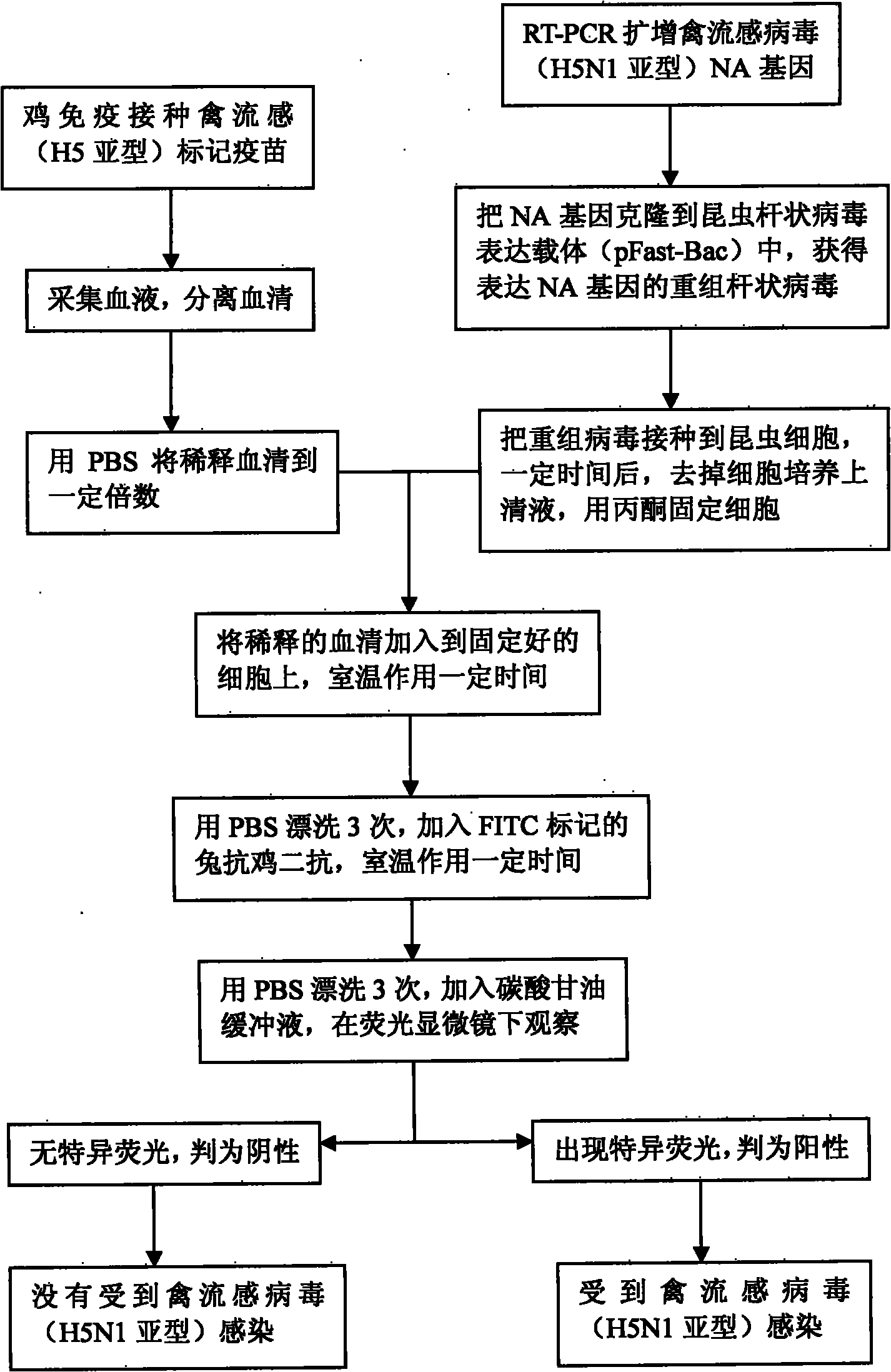 Antibody indirect immunofluorescence test method for distinguishing immune animal infected with influenza A virus