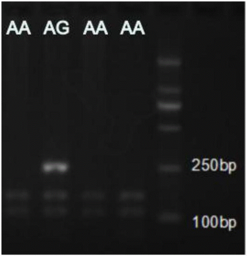 Molecular marker related to character of butter-fat content of milk goat and application thereof