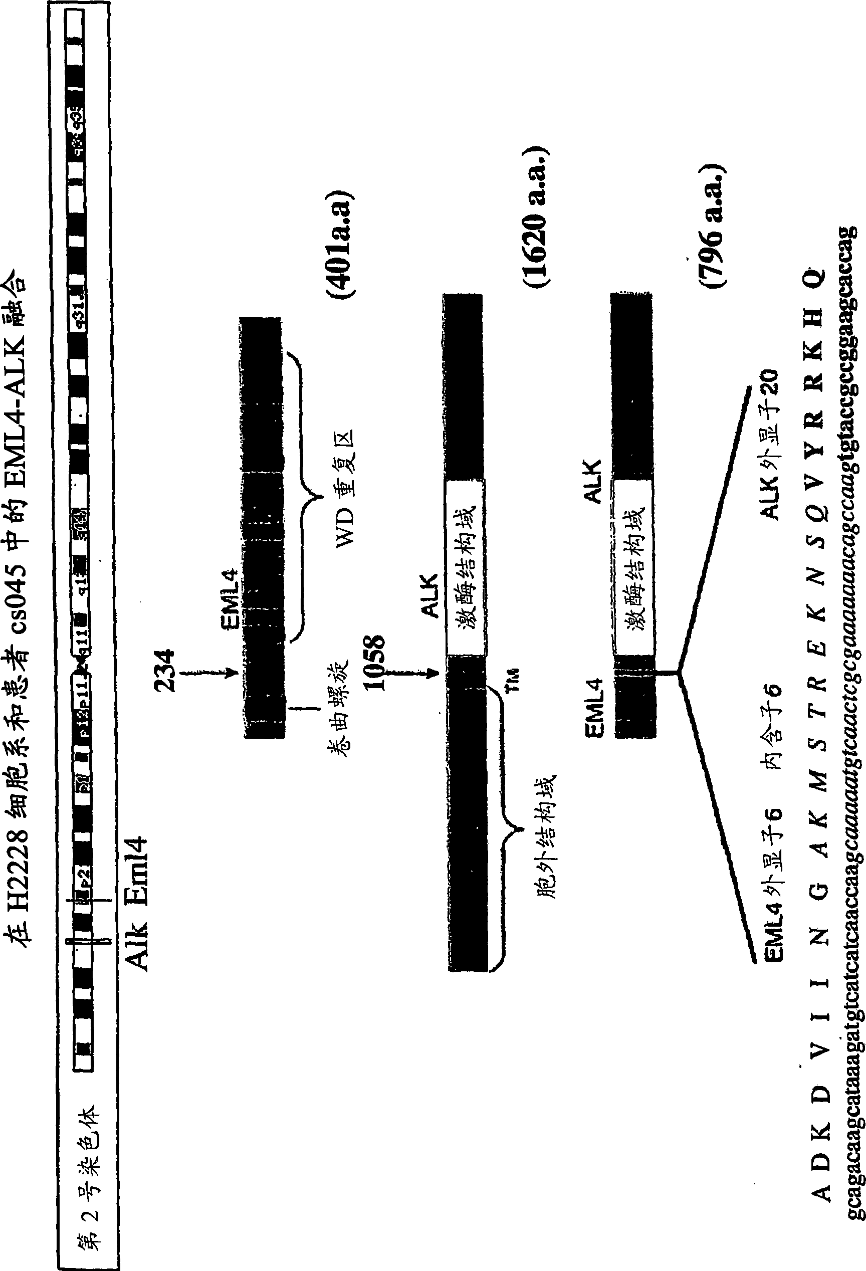 Gene defect and mutant ALK kinase in human entity tumour