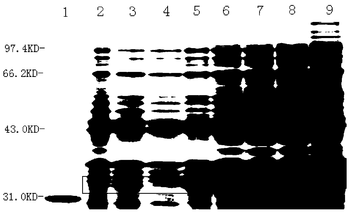 Method for preparing recombinant human nerve growth factor by using Escherichia coli expression system