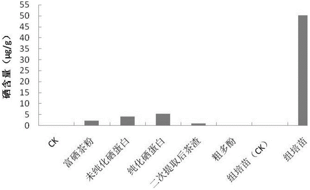 Method for extraction of selenoprotein from selenium-rich tea leaves