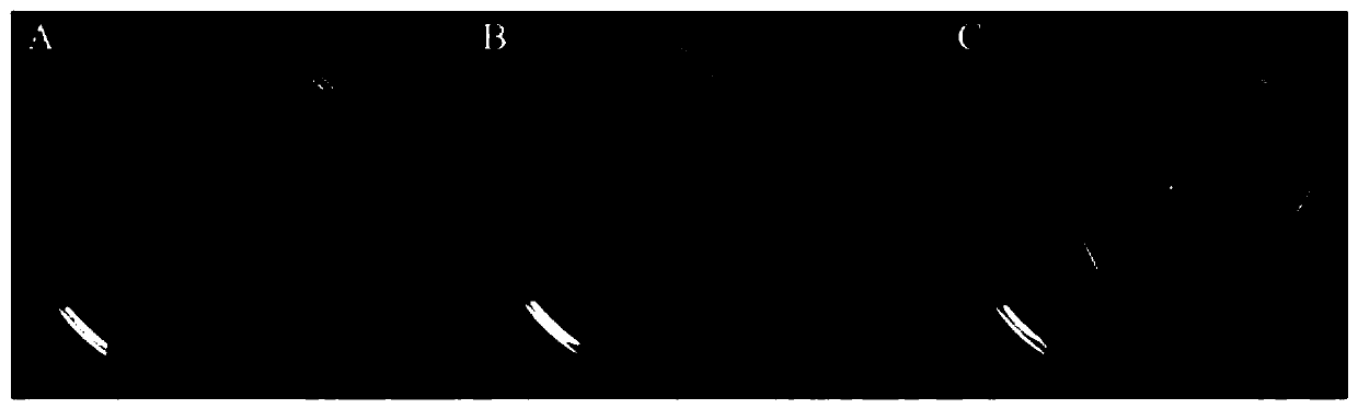 Toona sinensis clustered shoot induction and multiplication method