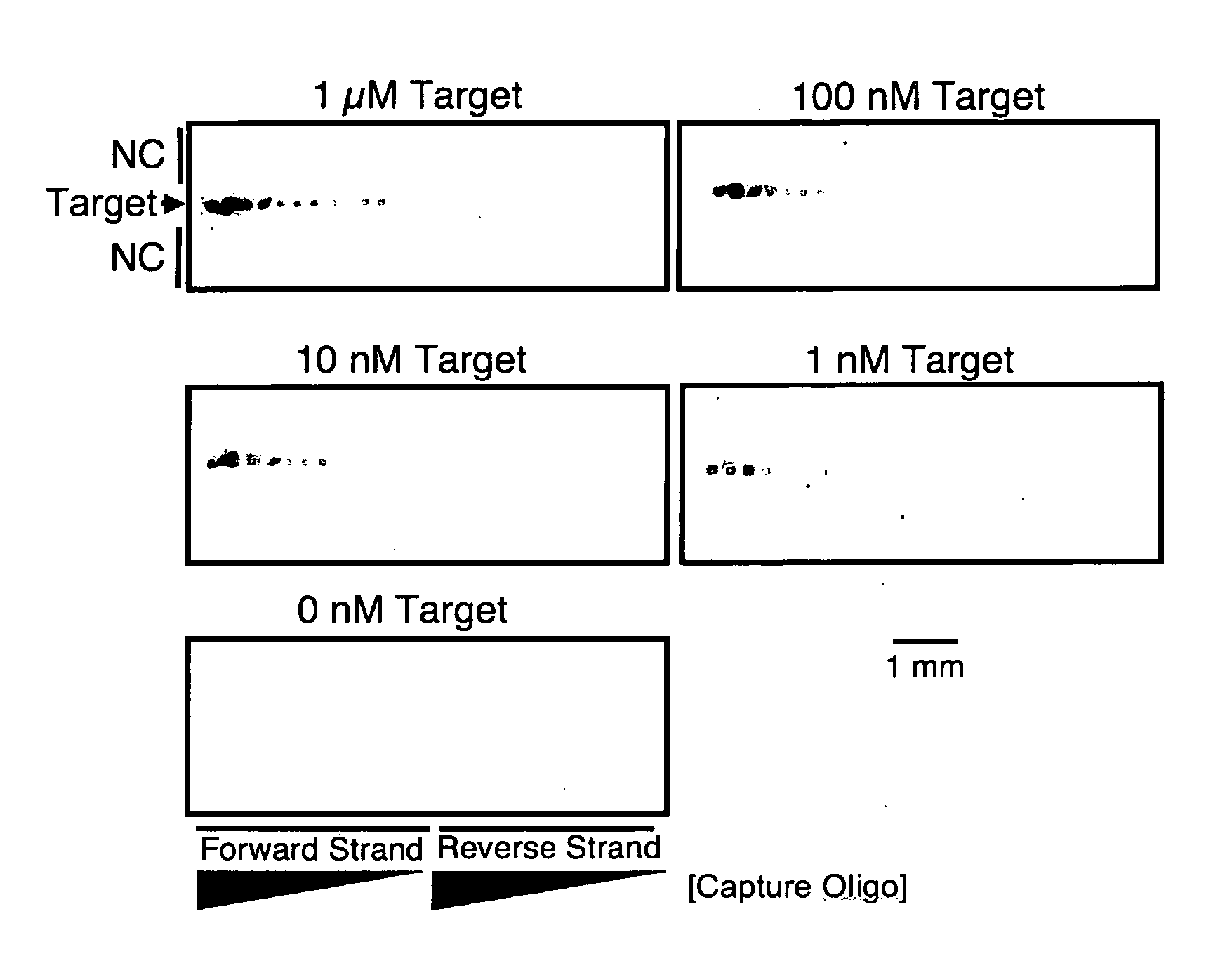 Miniaturized lateral flow device for rapid and sensitive detection of proteins or nucleic acids