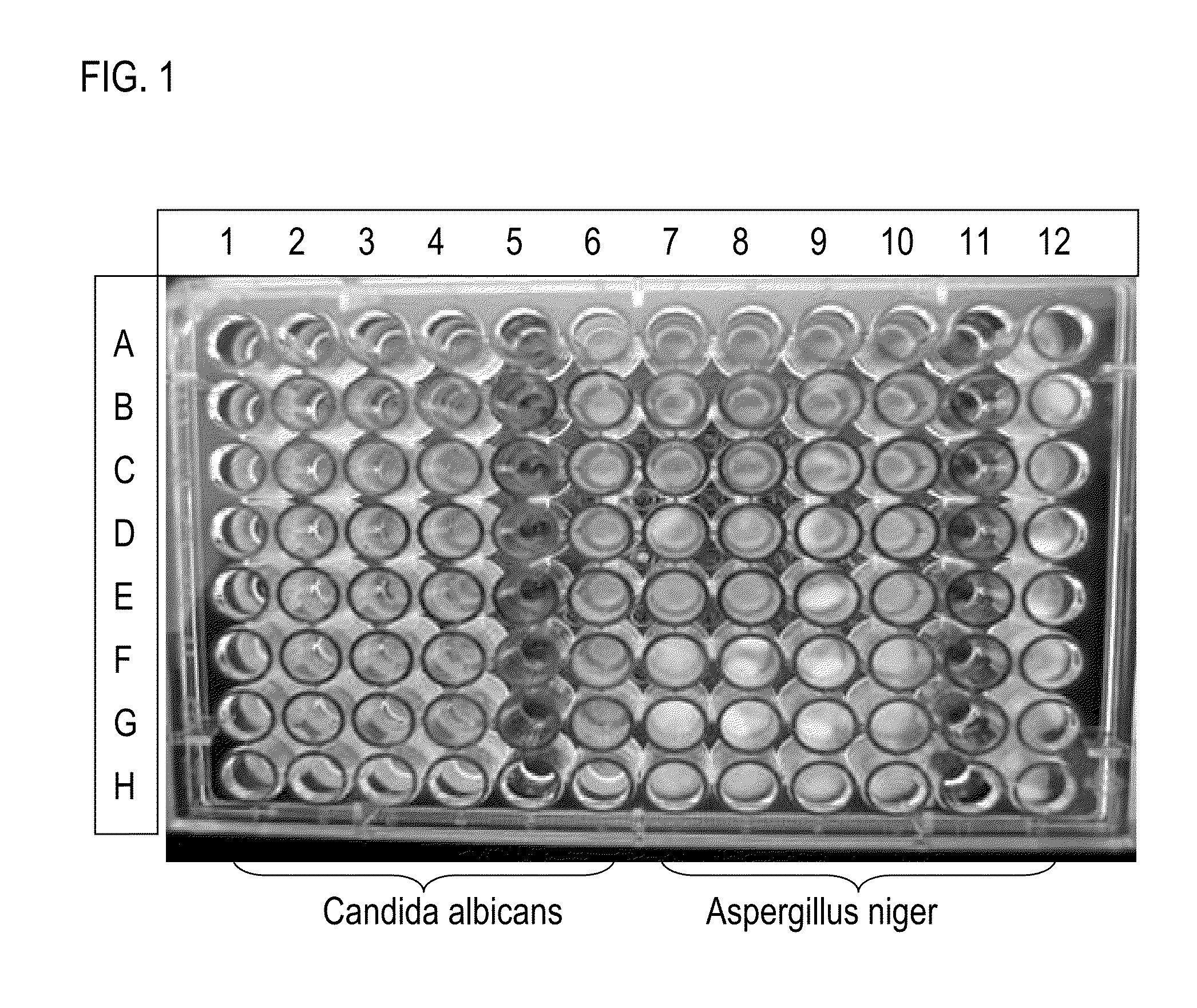 Aqueous coatings and paints incorporating one or more antimicrobial biosurfactants and methods for using same