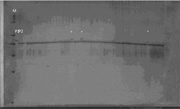 SSR labels of brassica oleracea red leaf gene Re and application thereof