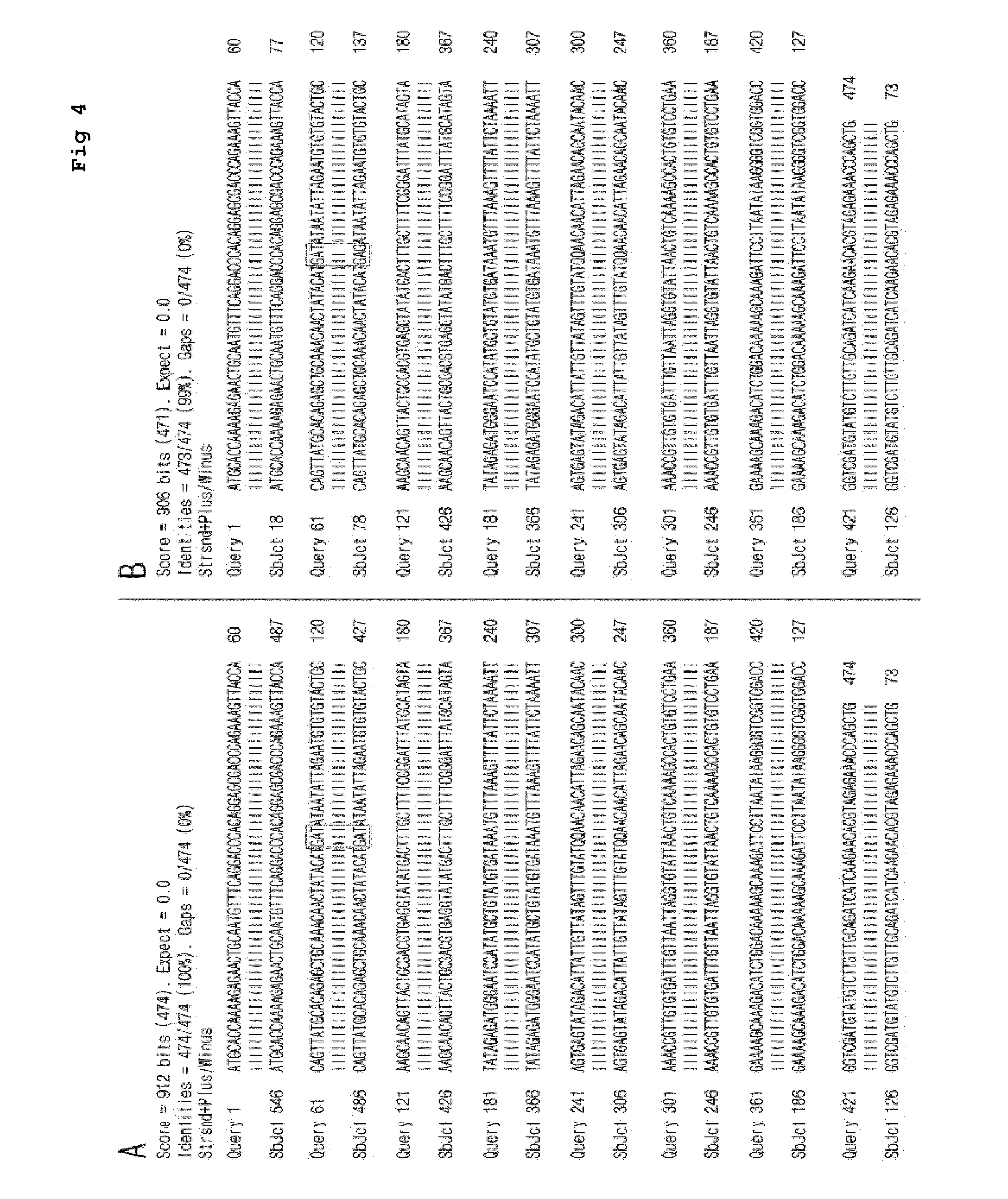 Cell line stably expressing mutated oncoprotein E6 and method of screening anticancer compound of uterine cervical cancer using the same