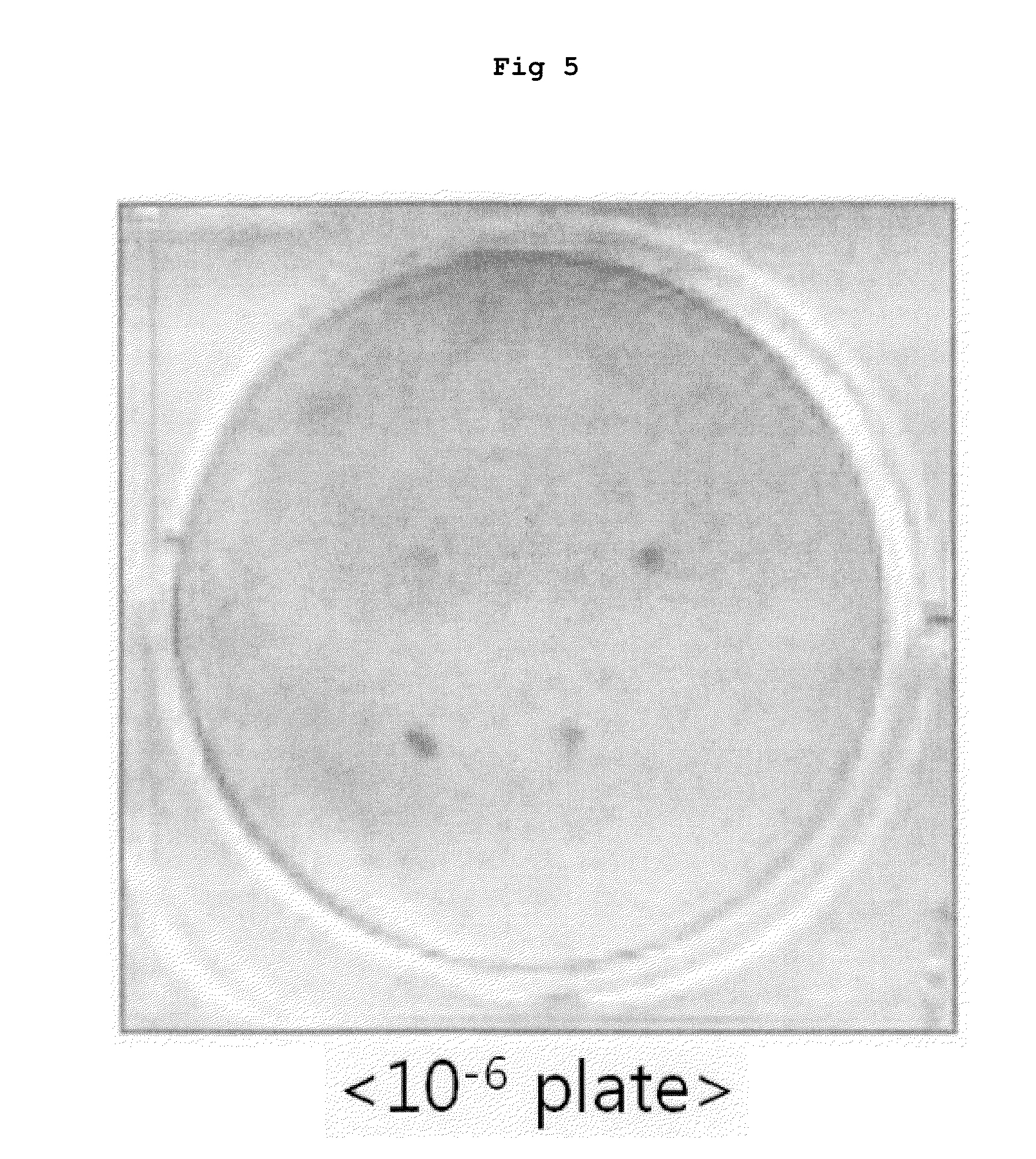 Cell line stably expressing mutated oncoprotein E6 and method of screening anticancer compound of uterine cervical cancer using the same