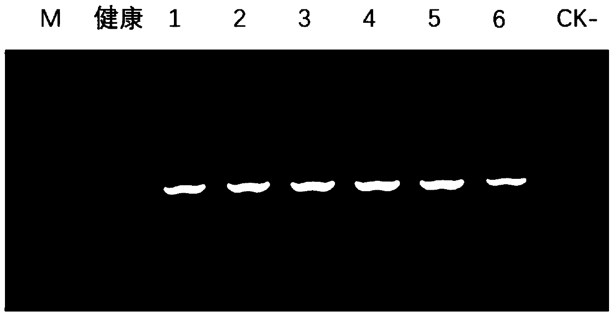 Construction method of infectivity clones for black nightshade curtoviruses