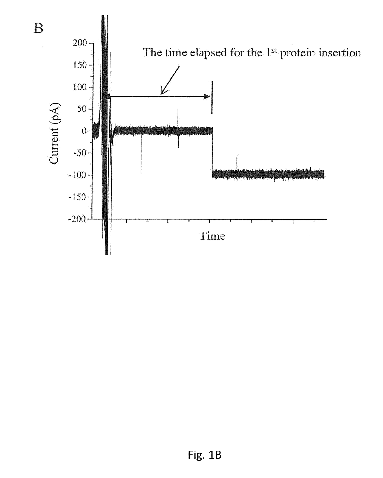 Proteoliposome and production method thereof