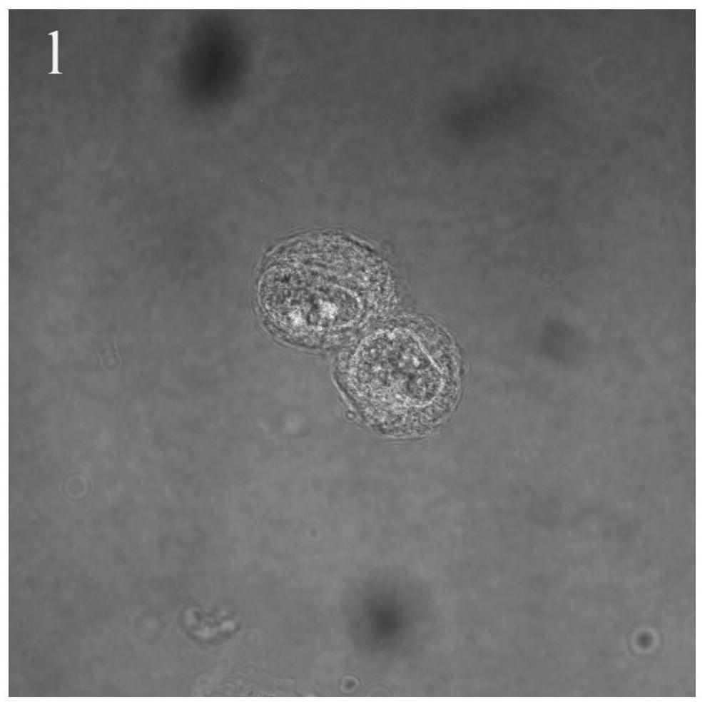 Method for simultaneous fluorescence imaging of As &lt; 3 + &gt;, Pb &lt; 2 + &gt; and Hg &lt; 2 + &gt; in cells