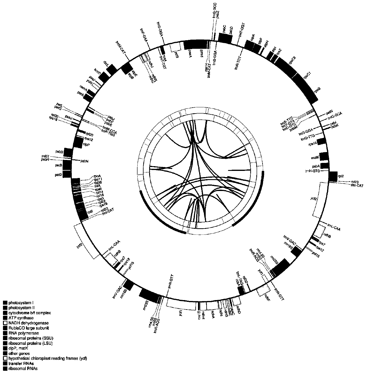 Primer for identifying rhizoma atractylodis medicinal species by using chloroplast genes, and applications thereof