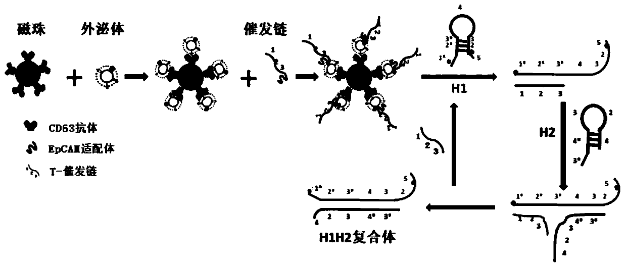 Exosome double-membrane protein co-expression detection platform based on magnetic separation and catalytic hairpin assembly as well as preparation method and application of exosome double-membrane protein co-expression detection platform