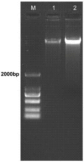 Chaotropic agent and method for extracting genomic DNA by using chaotropic agent