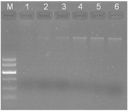 Chaotropic agent and method for extracting genomic DNA by using chaotropic agent