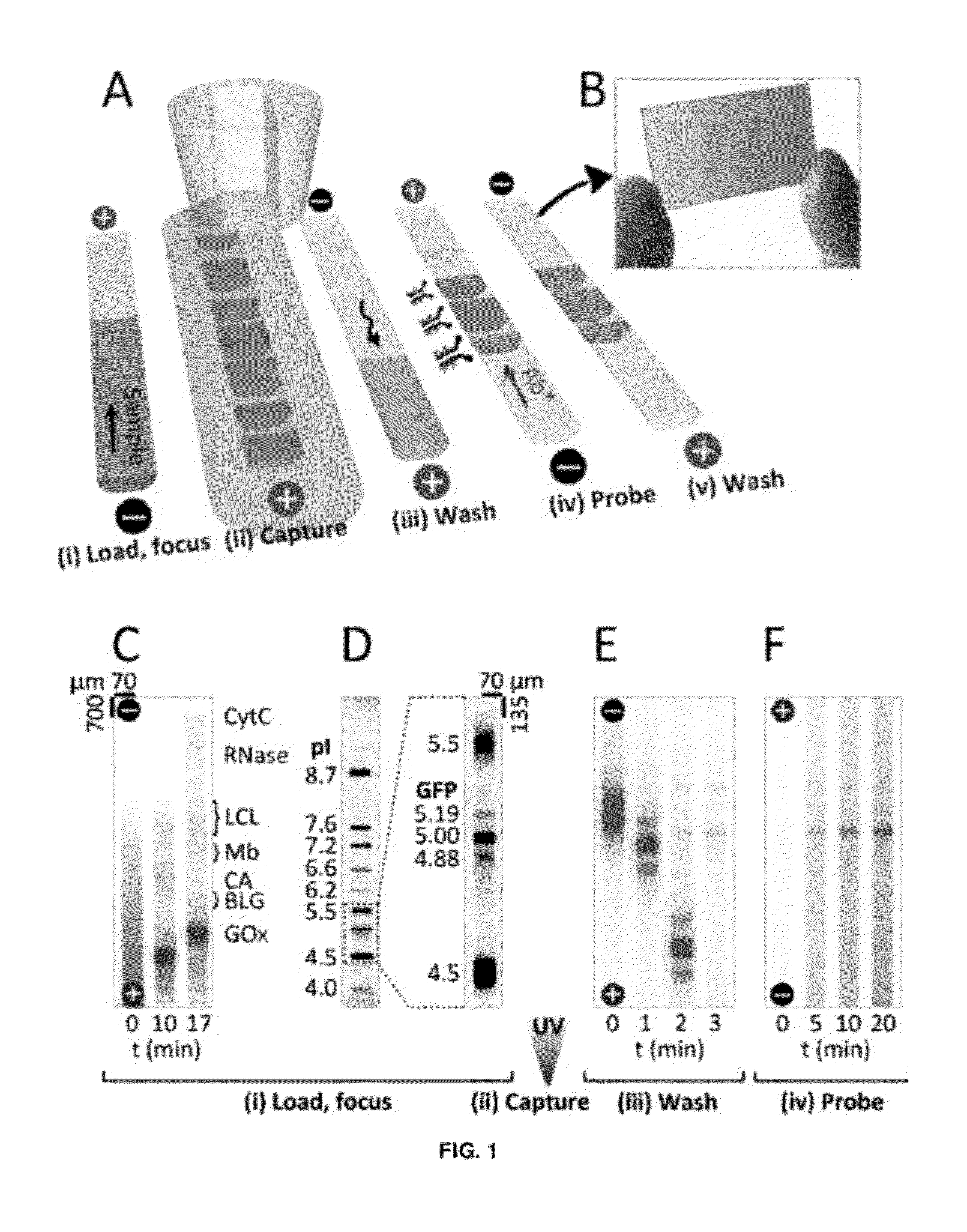 Microfluidic devices and methods for separating and detecting constituents in a fluid sample