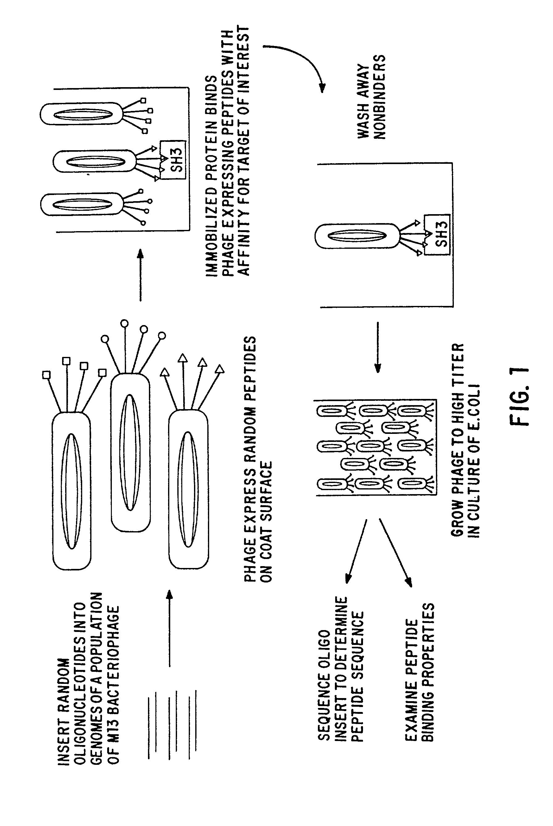 Polypeptides having a functional domain of interest and methods of identifying and using same